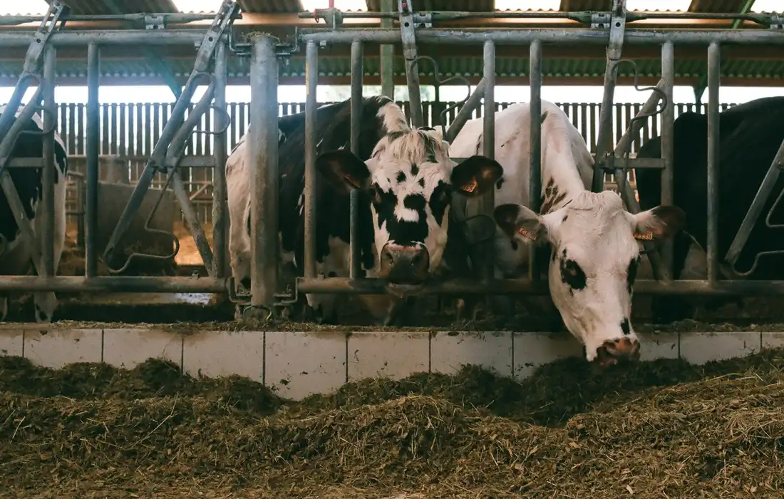 A row of dairy cows in a barn eating hay and silage from troughs.