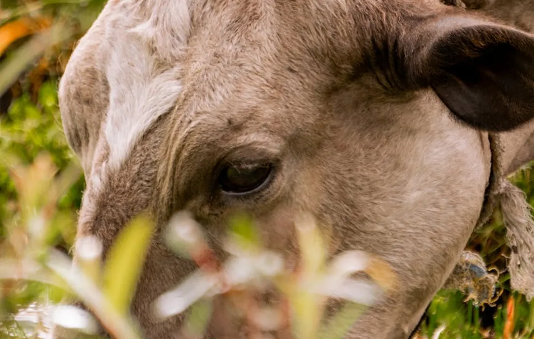 Close-up of a cow's head among leafy foliage, illustrating safety considerations for feeding fruit to cattle.