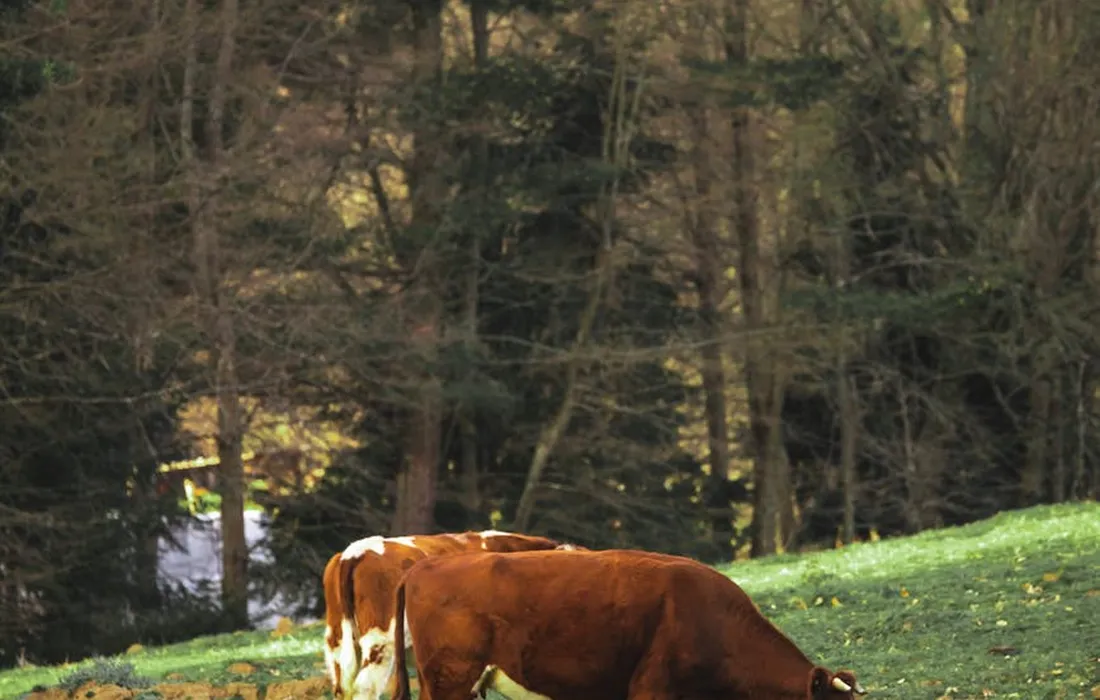 Brown and white cow grazing on a grassy hillside with trees in the background.