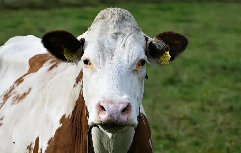 Close-up of a brown and white dairy cow looking at the camera in a grassy pasture