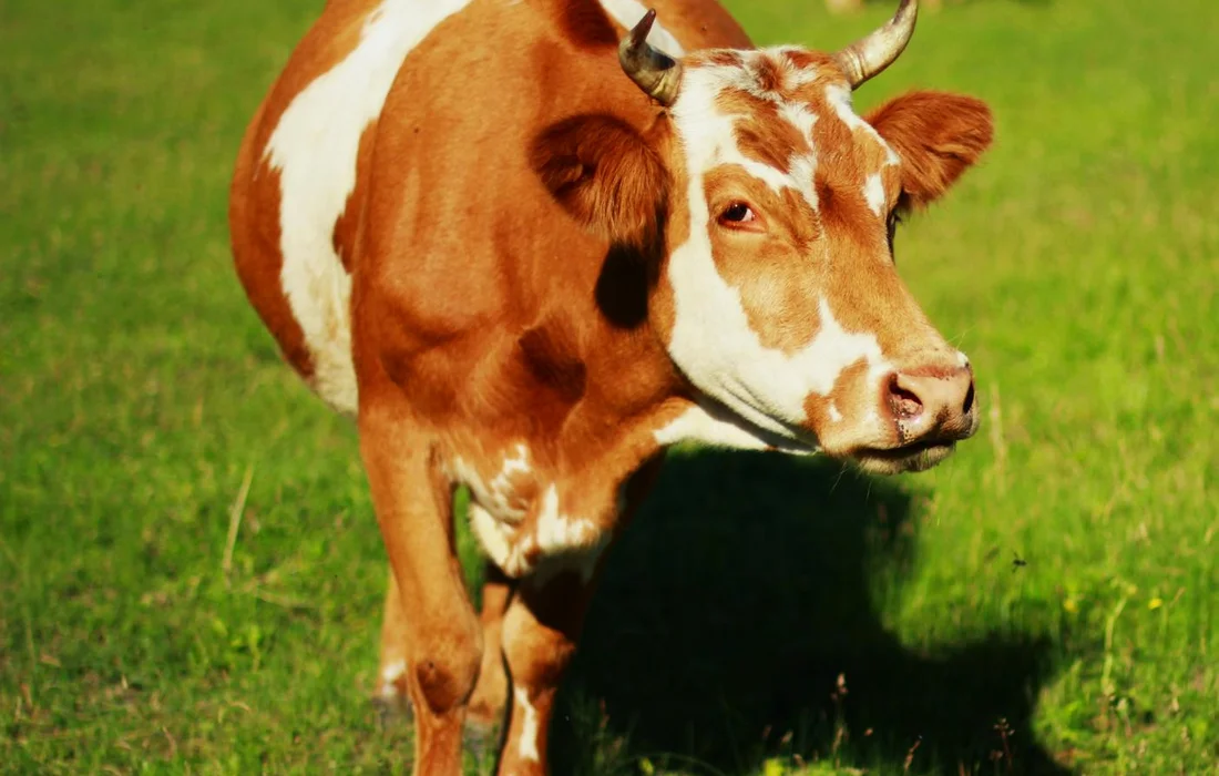 Brown and white dairy cow standing in a sunlit green pasture