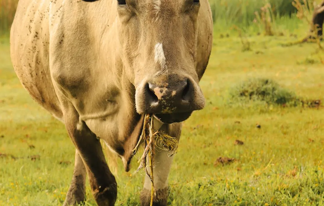 A cow standing in a sunlit pasture with a mouthful of forage.