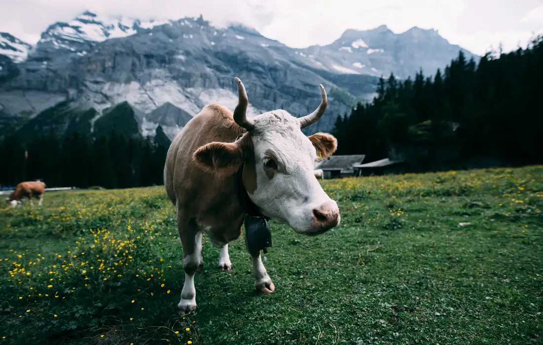 A cow standing in a lush alpine meadow with wildflowers and distant mountains.