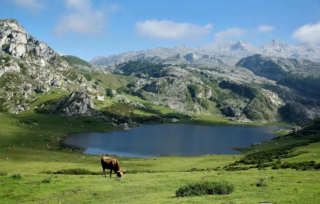 A cow grazing on a green pasture with a small lake and rugged mountain range in the distance
