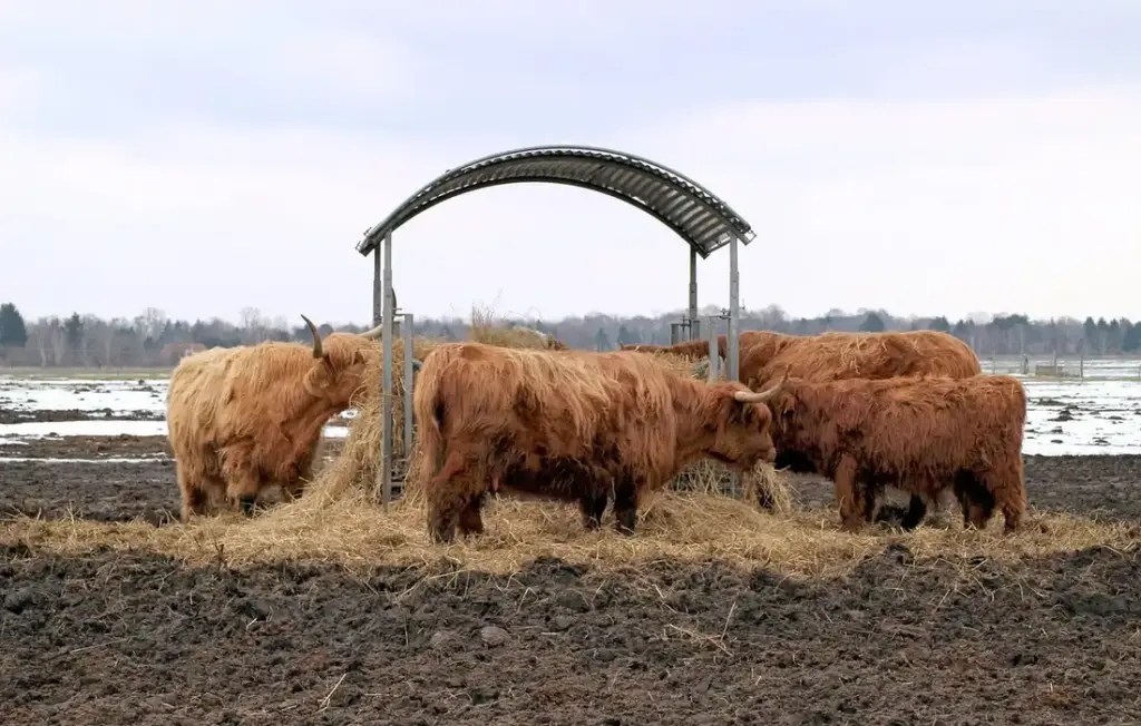 Cracking the Feed Bin Mystery: How Much Grain Your Cows Really Need