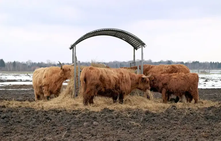 Brown cows feeding from a shared trough under a curved metal shelter in a farmyard.