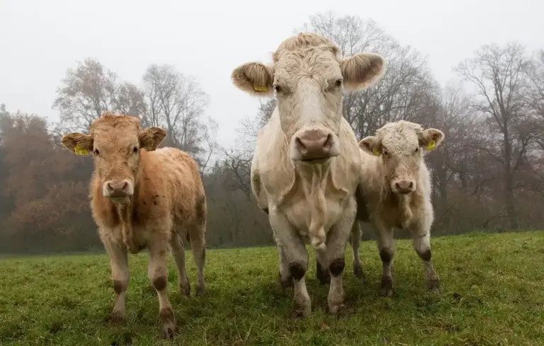 Three cows standing in a grassy field and looking toward the camera
