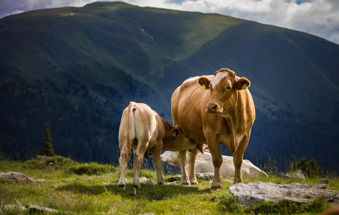Two cows on a grassy hillside with green mountains in the background.