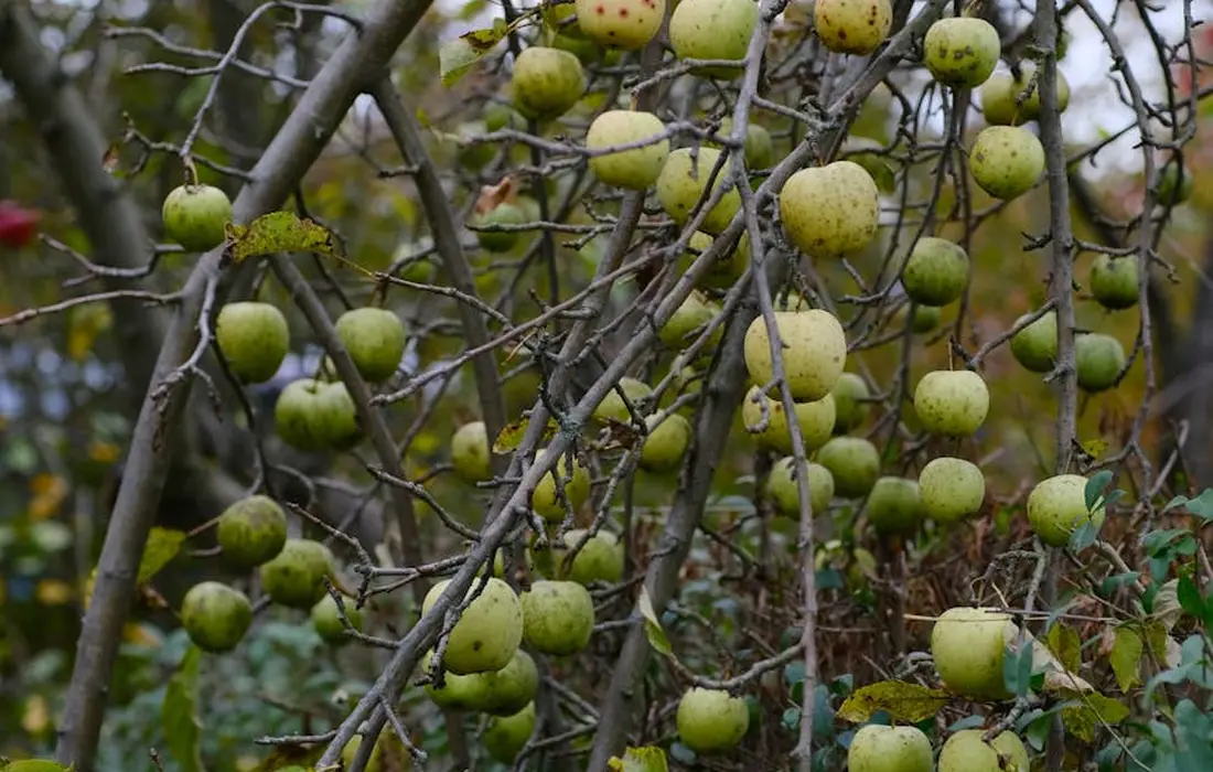 Branches with numerous green crabapples hanging from the limbs