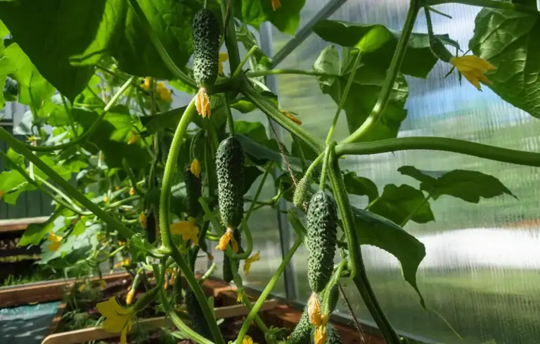 Green cucumber vines with developing cucumbers and yellow flowers growing in a greenhouse.
