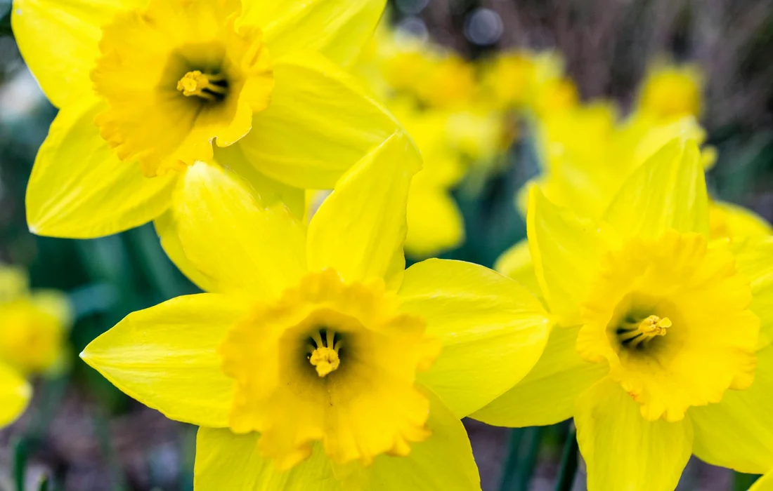 Close-up of bright yellow daffodils in a garden bed, showing the trumpet-like centers.
