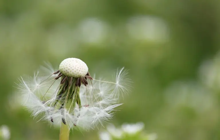 Close-up of a dandelion seed head with fluffy white seeds against a soft green background.