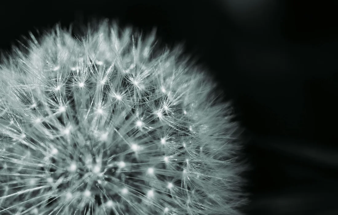 Close-up of a dandelion seed head with fluffy white filaments