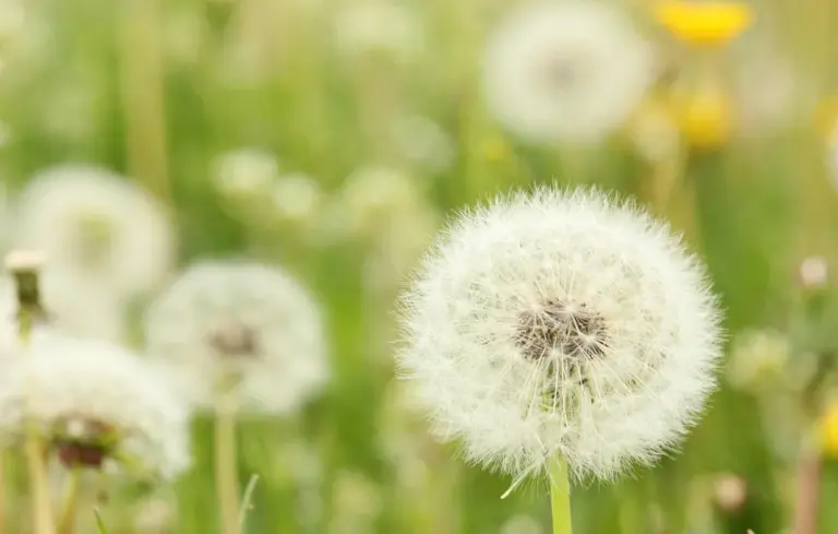 Close-up of a fluffy dandelion seed head in a sunlit meadow, with a blurred green background.