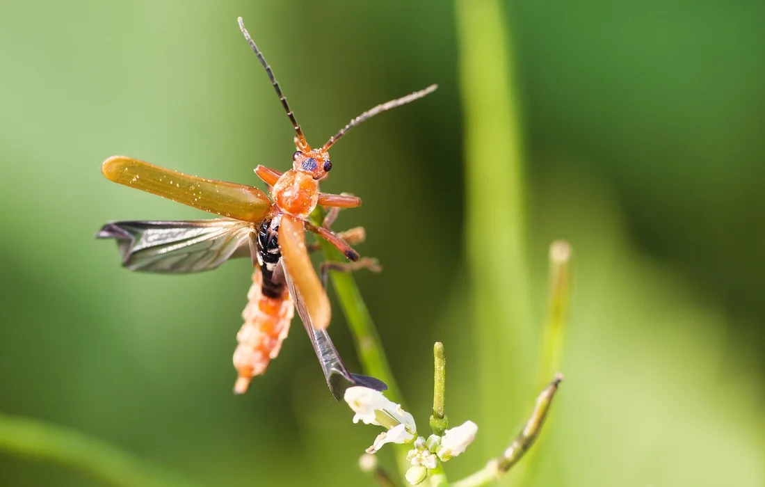 Orange insect with long antennae perched on a green plant