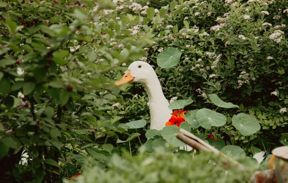 A white duck amidst dense green foliage and leafy plants, illustrating leafy greens that can be fed to ducks.
