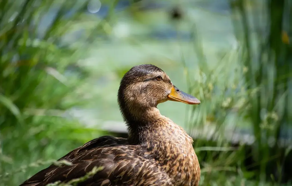 What Vegetables Can Ducks Eat? Your Guide to Safe Snacks and a Happy Garden