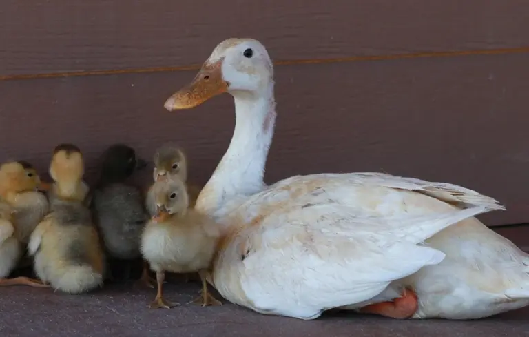 An adult white duck with several yellow ducklings gathered beside a wooden wall.