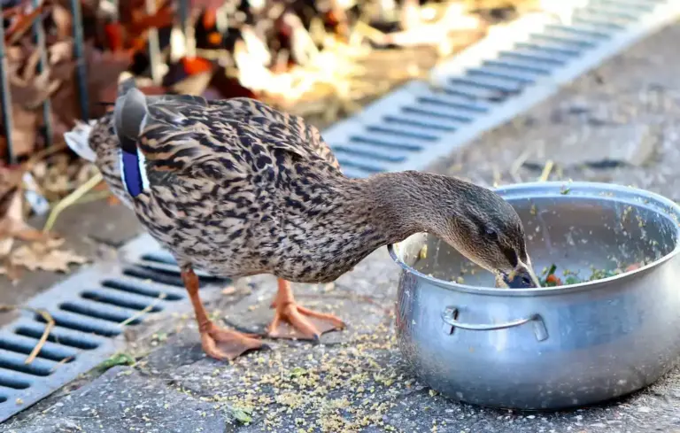 A duck standing on pavement and pecking at food from a metal bowl placed beside a drainage grate.
