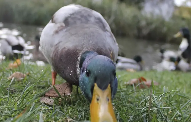 Close-up of a duck foraging on grass by a pond, with blurred ducks in the background.