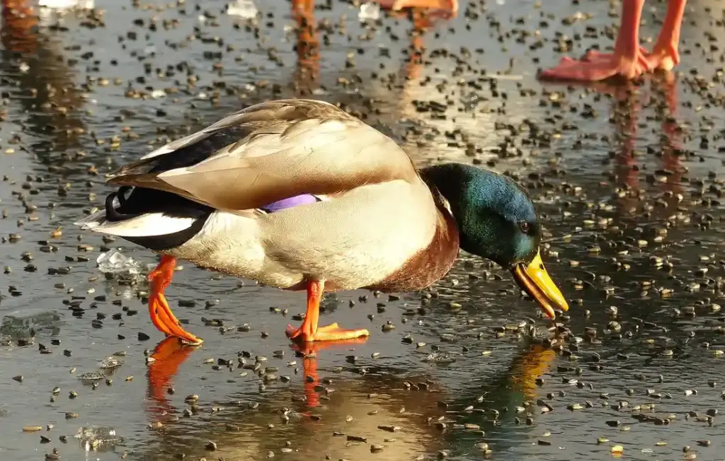 How to Safely Feed Your Ducks Rice, Eggs, Potatoes, and Popcorn