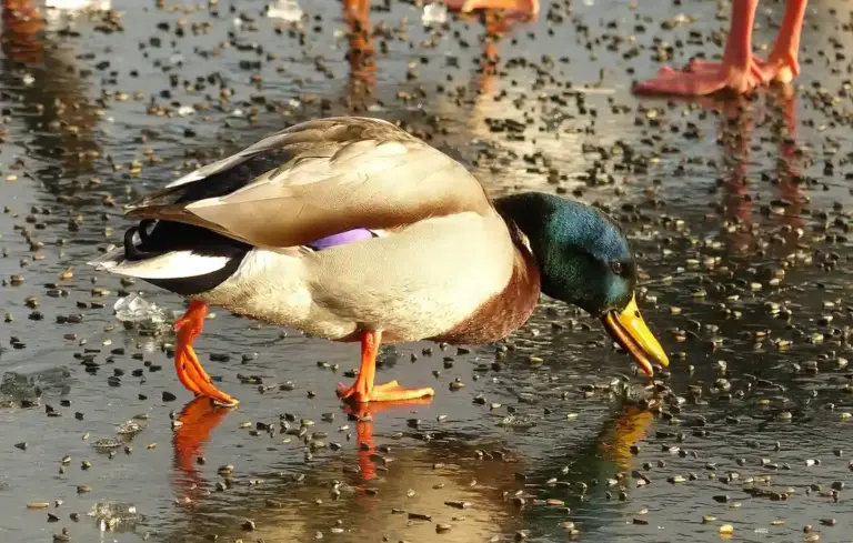 Mallard duck foraging on a wet, seed-strewn surface with orange legs and a green head.