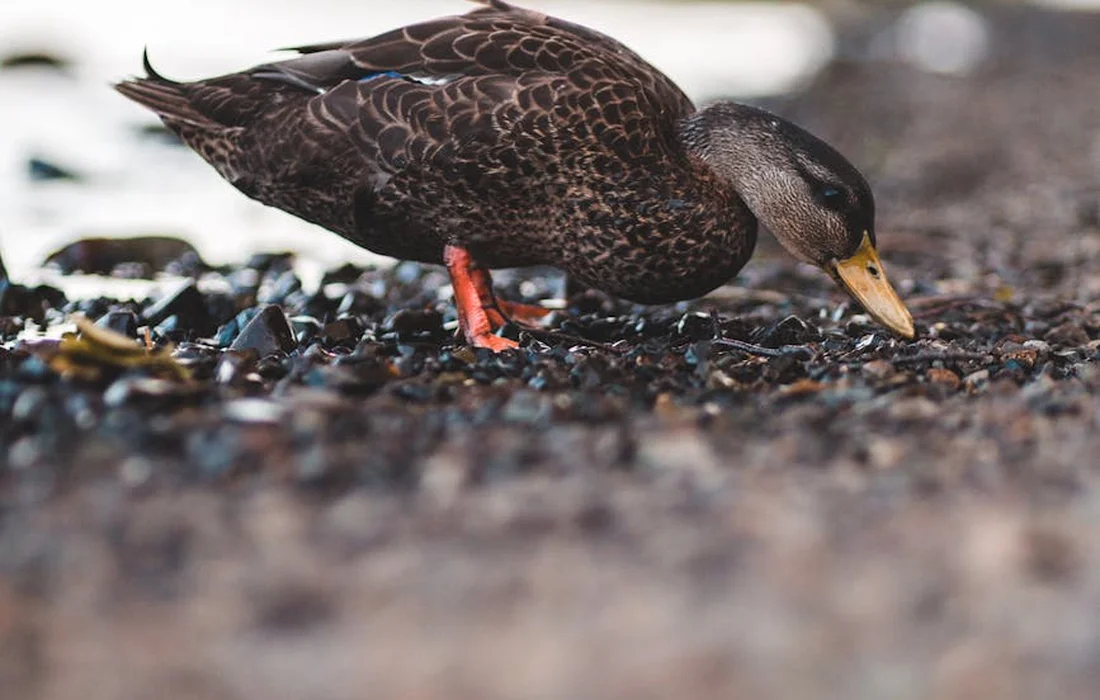 A duck foraging on a pebbled shoreline, pecking at the ground
