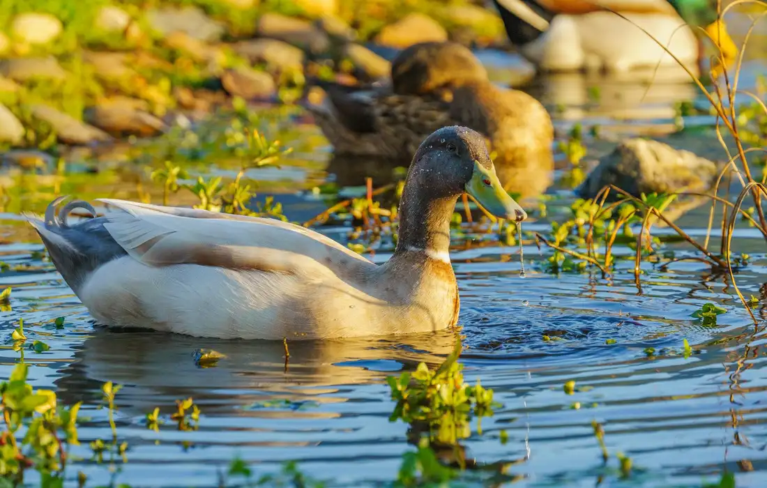 A duck swimming in a sunlit pond surrounded by aquatic plants.