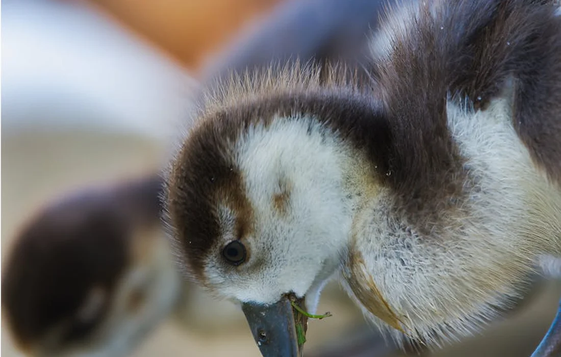 Close-up of a waterfowl nibbling a small green leaf.