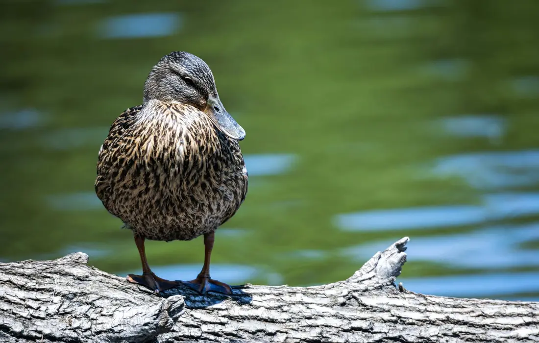 Brown speckled female duck standing on a weathered log beside a calm pond with green reflections.