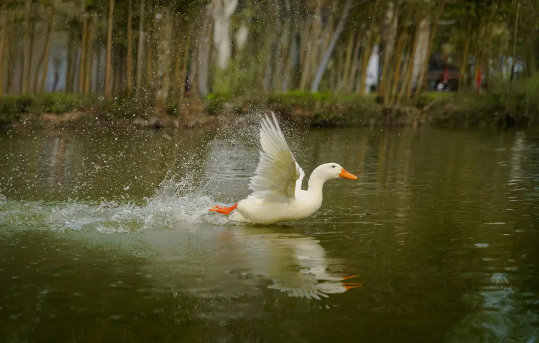 White duck taking off from a calm pond with splashes and trees in the background