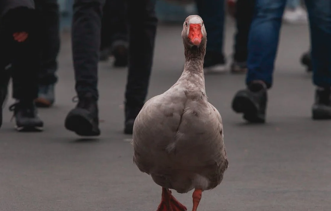 A duck walking toward the camera on a paved sidewalk with people in the background.