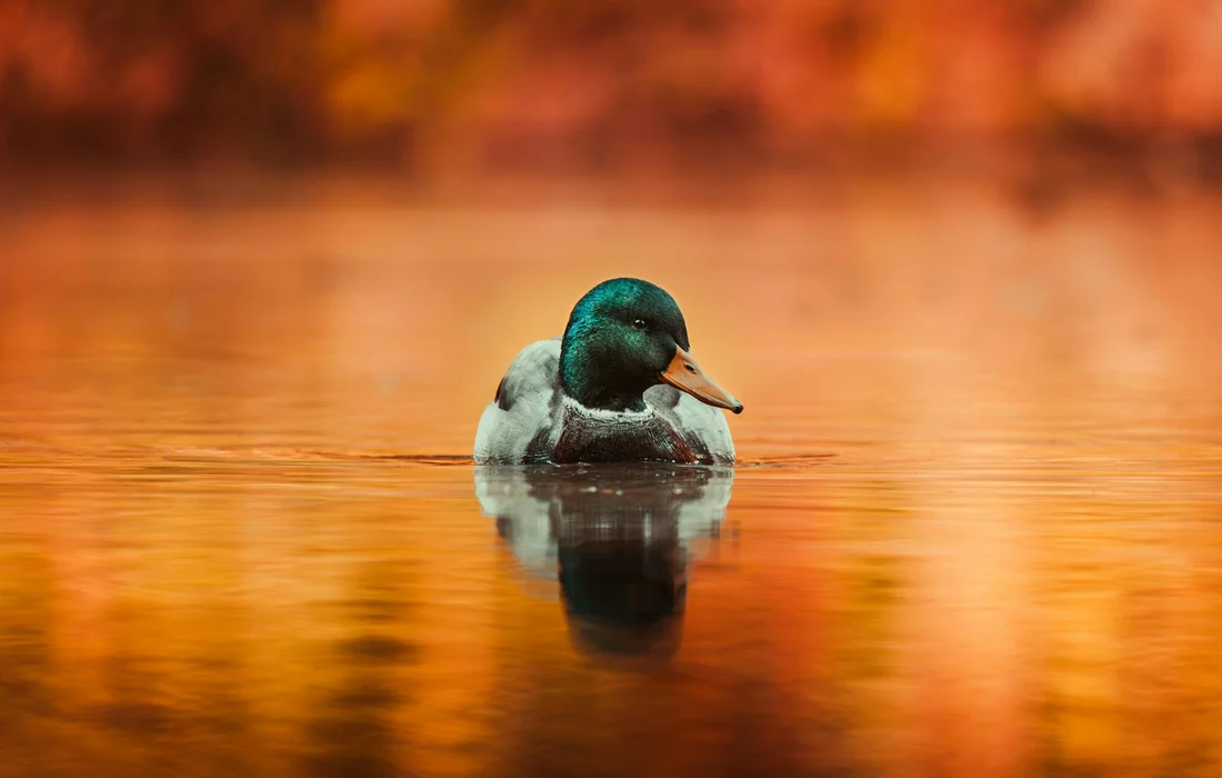 A duck swimming on calm water with warm autumn colors reflected in the surface.