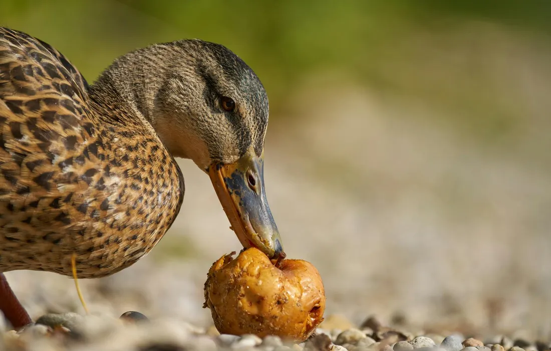 Close-up of a duck pecking at a round food ball on a pebbled ground.