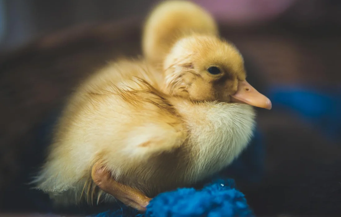 Close-up of a fluffy yellow duckling resting on a blue surface in a barnyard
