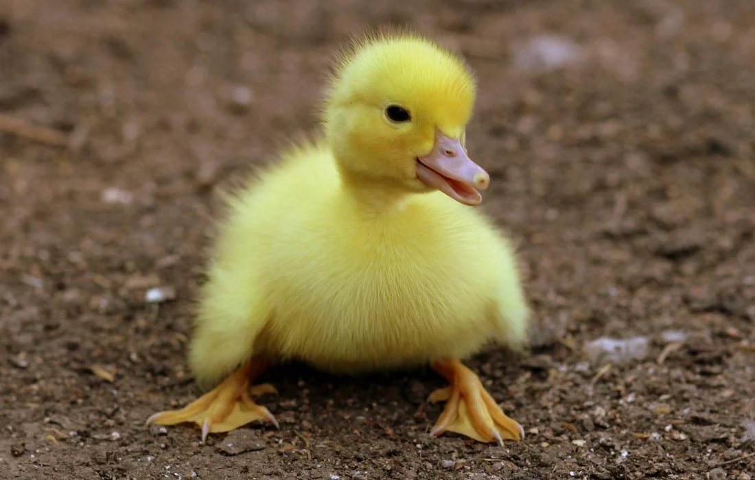 Yellow duckling standing on brown dirt, facing the camera with orange webbed feet.
