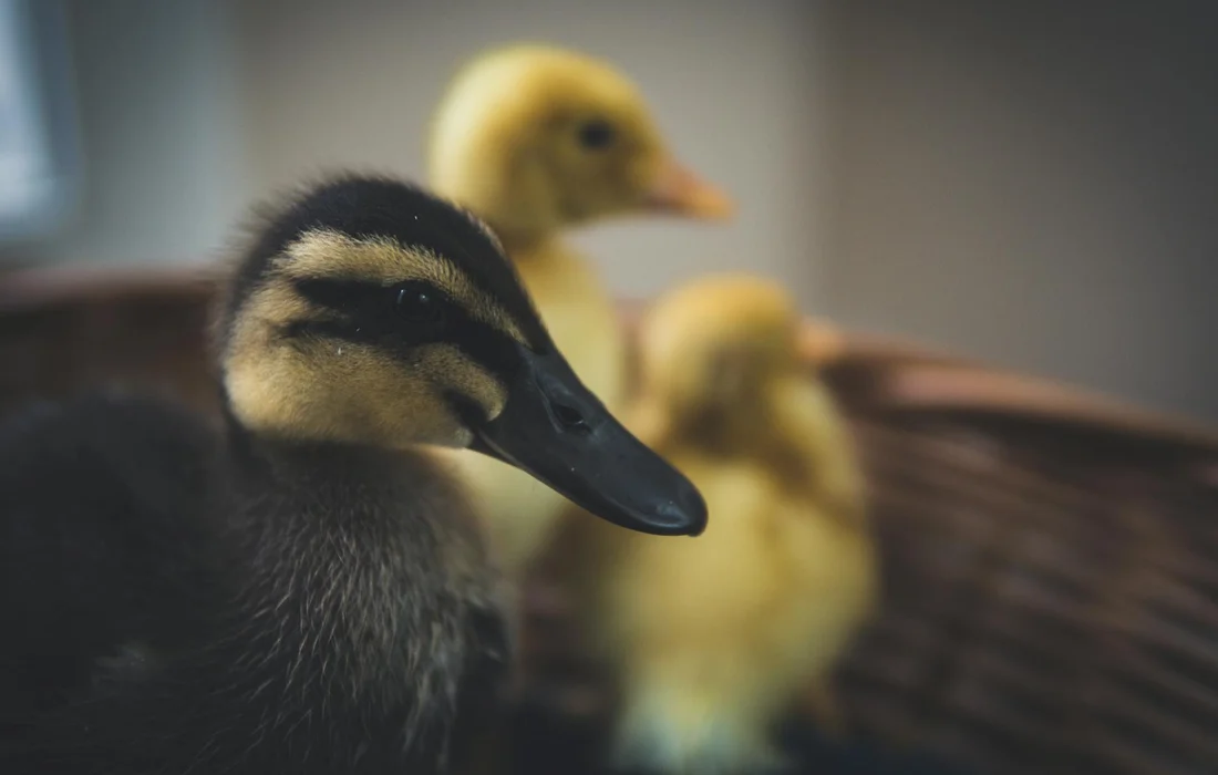 Close-up of a dark-feathered duckling in the foreground with pale yellow ducklings out of focus in the background
