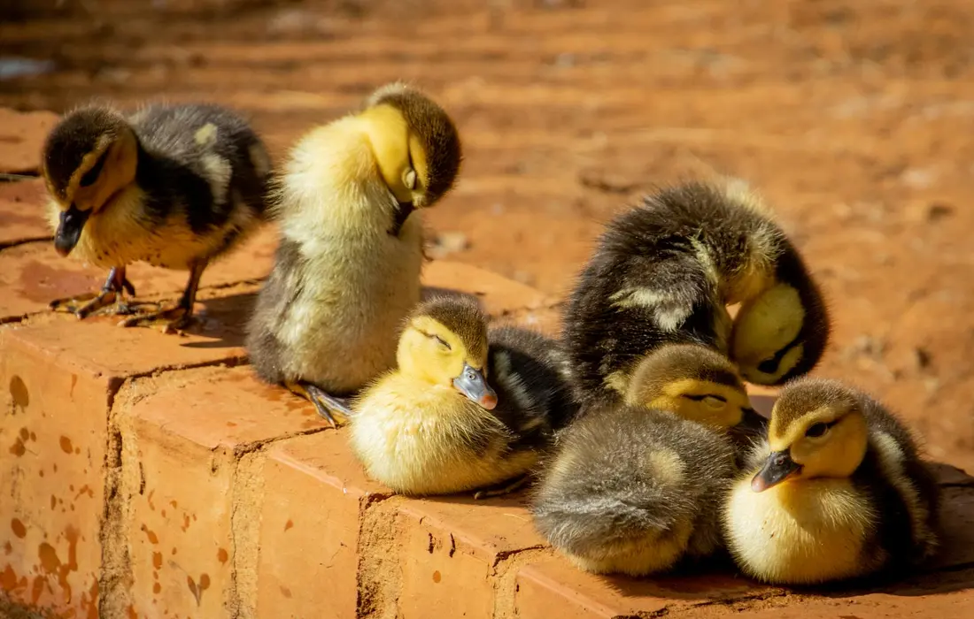 A group of fluffy ducklings resting on a sunlit brick ledge outdoors.