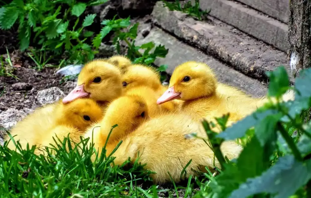 What Do Baby Ducks Eat? Your Guide to Raising Healthy, Happy Ducklings