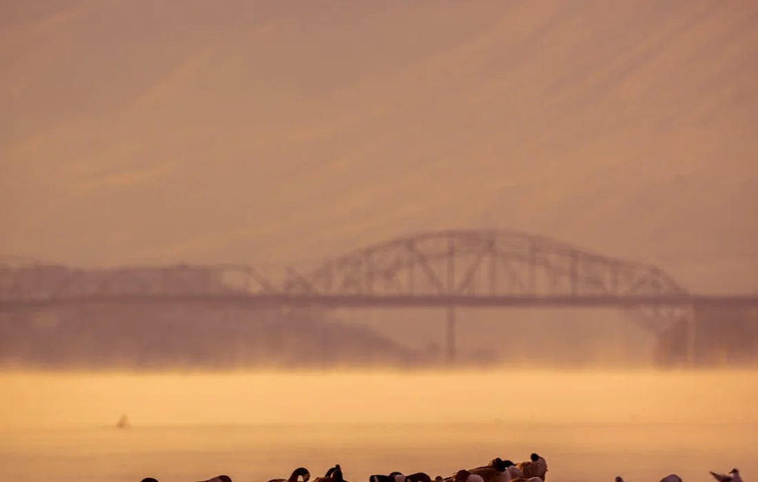 A group of ducklings on calm water at sunrise with a hazy orange sky and a distant bridge in the background