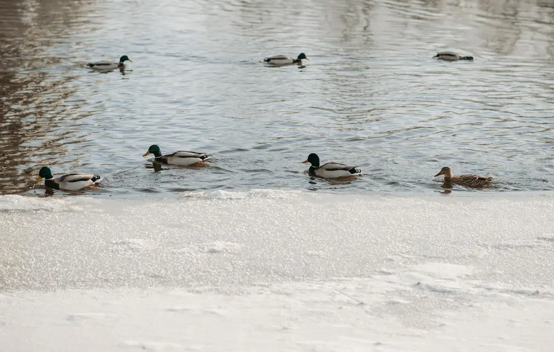 A group of mallards foraging in a partially frozen lake, dabbling in shallow water along the ice edge during daylight.