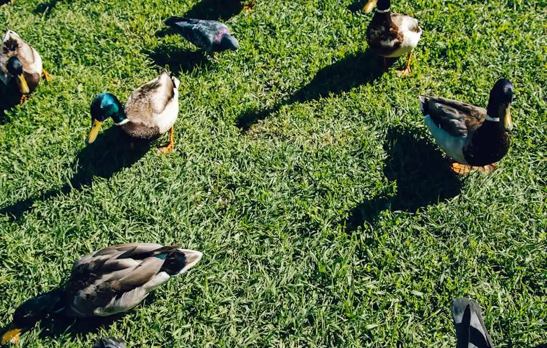 Group of ducks foraging on a grassy lawn in bright sunlight, including a mallard among several duck varieties.