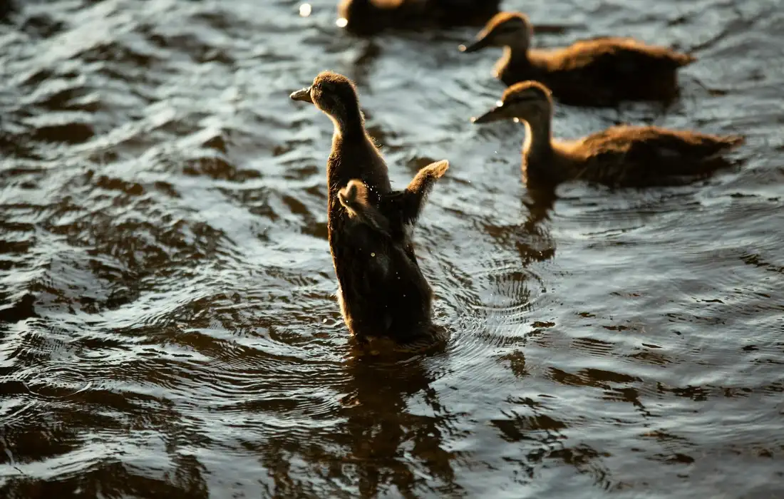 Ducks swimming in dark, rippling water