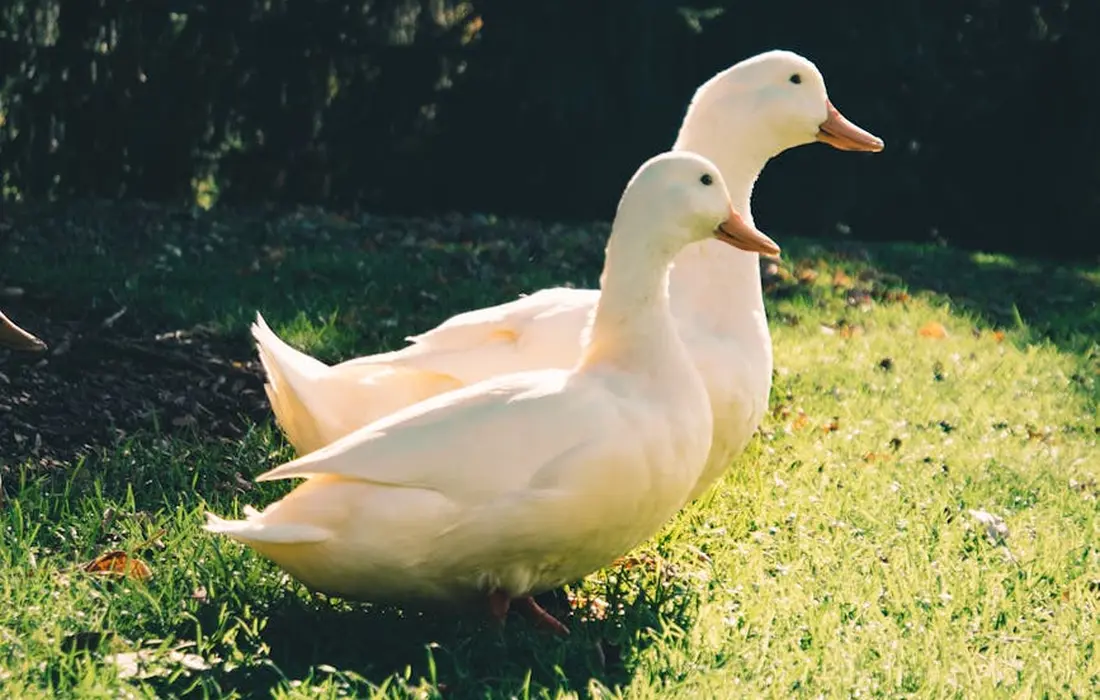Two white ducks standing on sunlit grass in a backyard