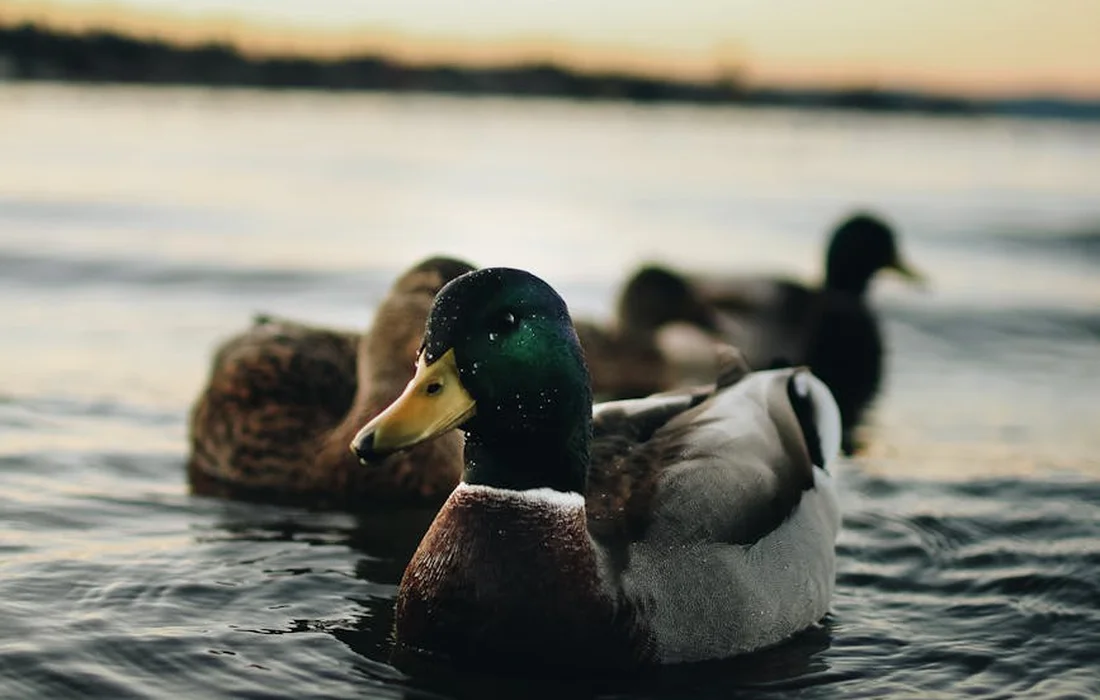 Three ducks swimming on a calm lake at sunset, illustrating ducks as natural pest control by feeding on insects and larvae.