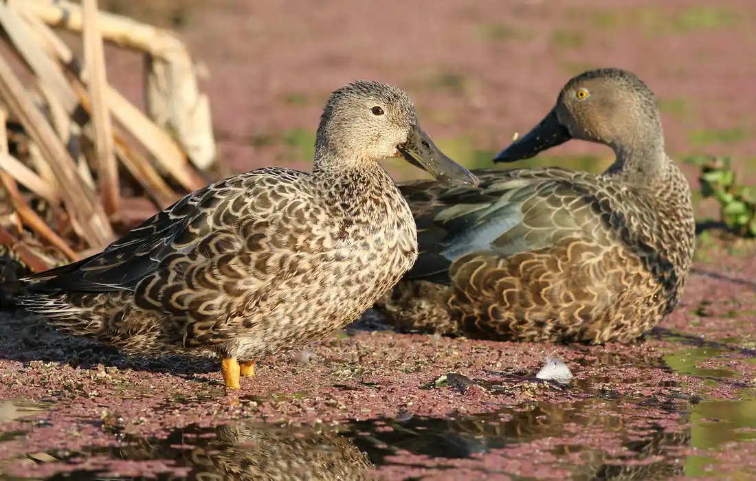 Two ducks (mallards) standing on a muddy bank beside a small, shallow body of water with pinkish ground and scattered vegetation.
