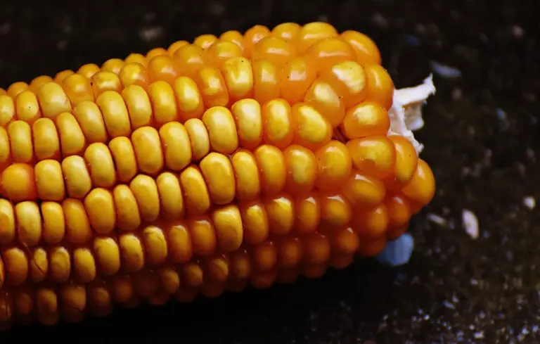 Close-up of bright yellow corn kernels on the cob against a dark background, illustrating a common forage food for wild ducks.