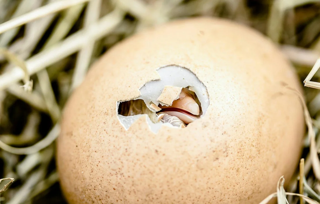 Cracked eggshell resting on straw bedding.