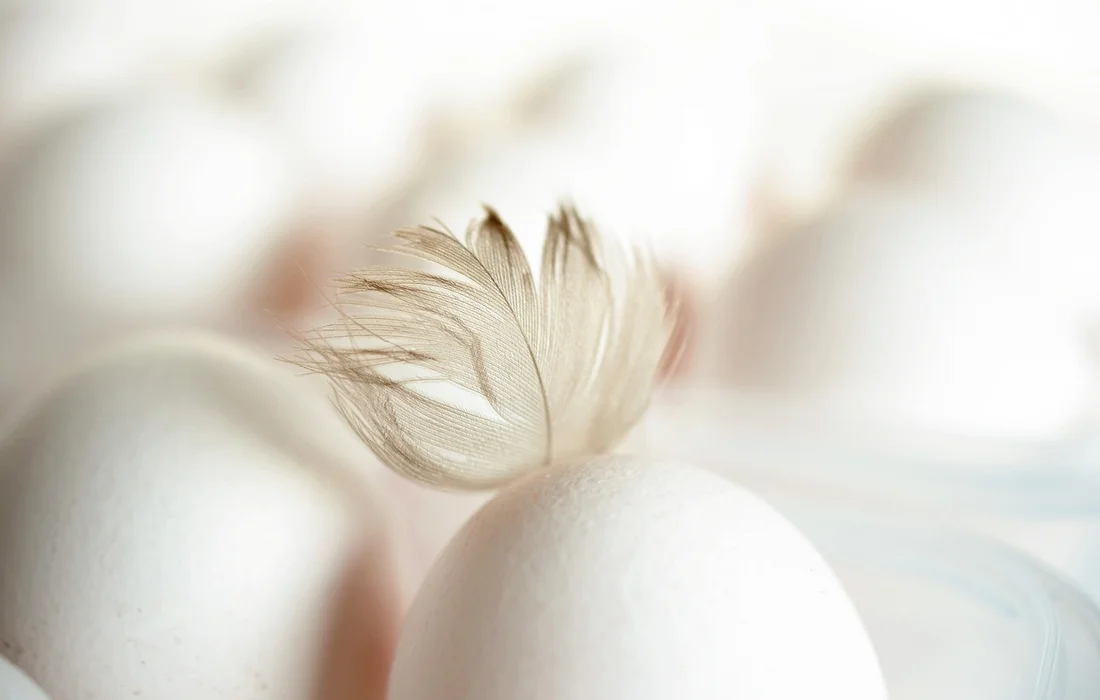 Close-up of white eggs with a small feather resting on one of them