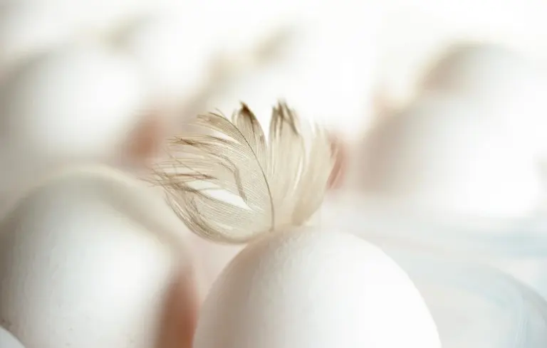 Close-up of white eggs with a delicate feather resting on one egg, with a soft blurred background.